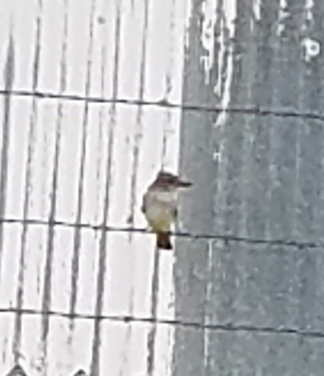 Myiarchus sp. - ML240689151
