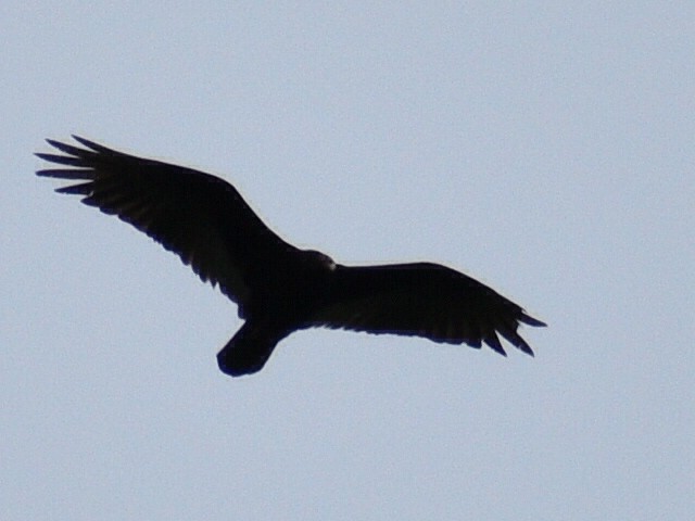 Turkey Vulture - ML240689241