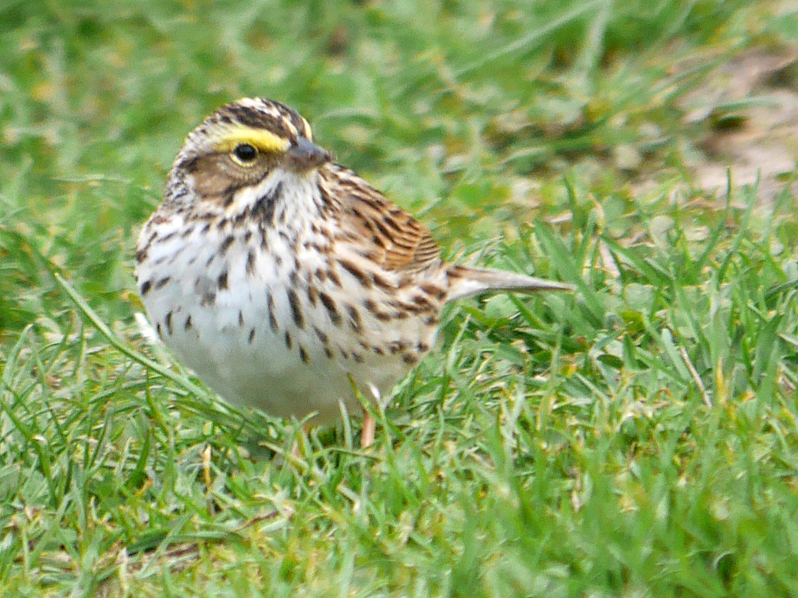 Savannah Sparrow - ML240689451