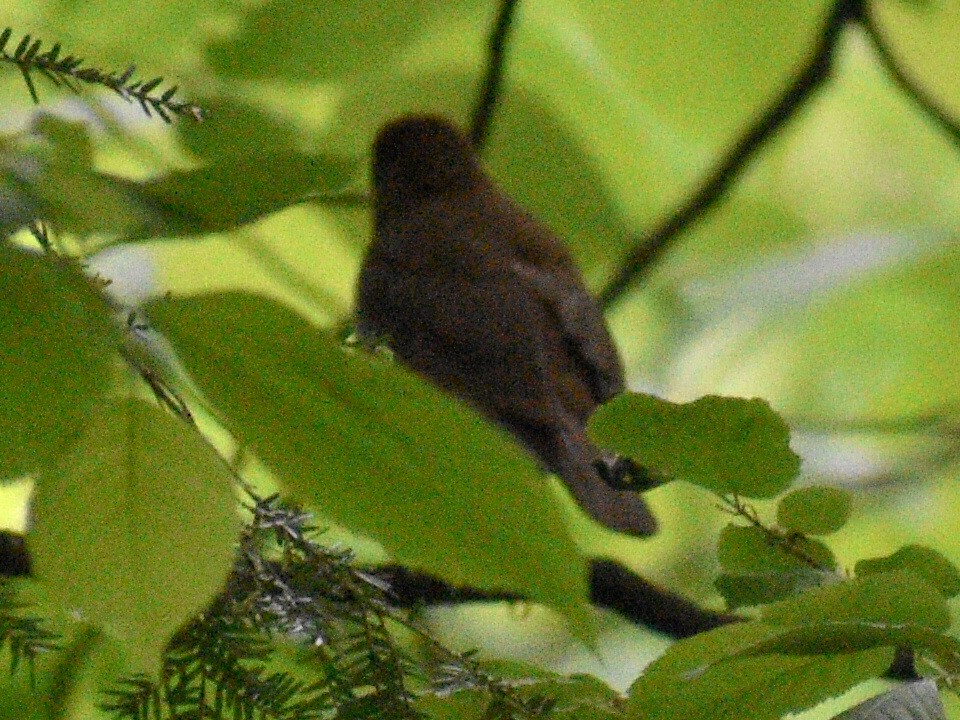 Hermit Thrush - ML240690021