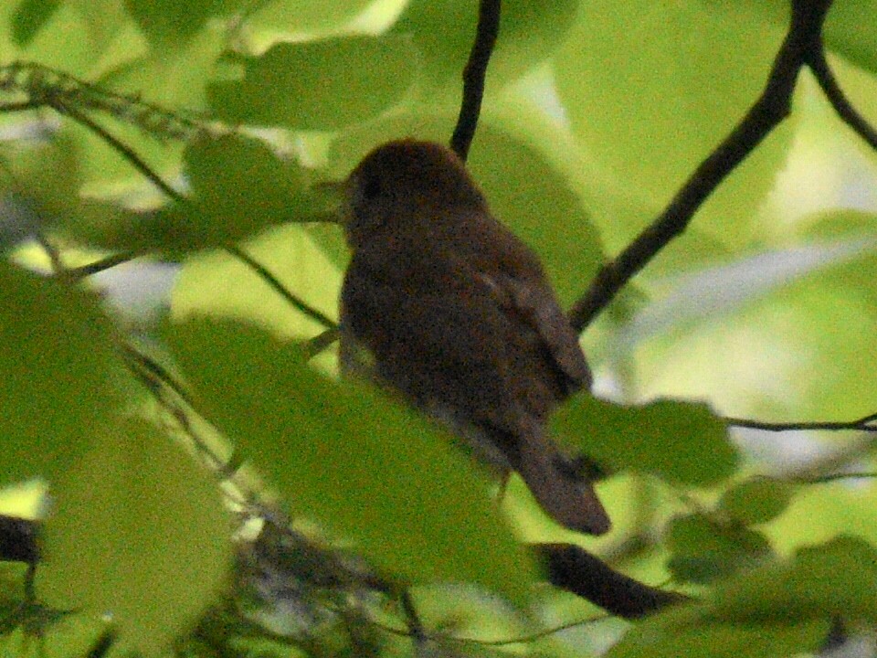 Hermit Thrush - ML240690031