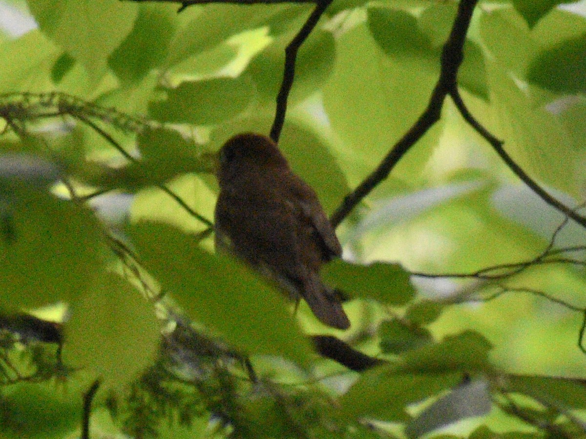 Hermit Thrush - ML240690041