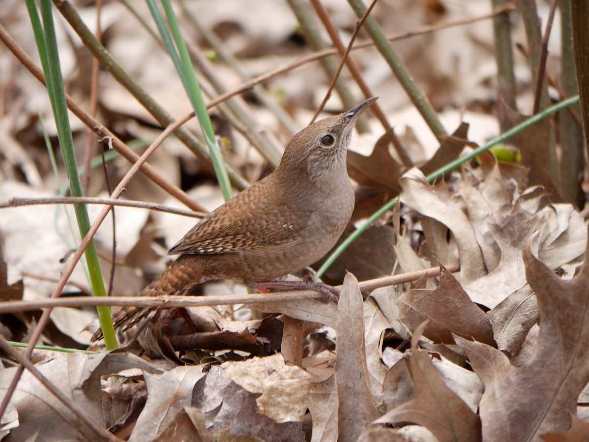 House Wren - ML240690081