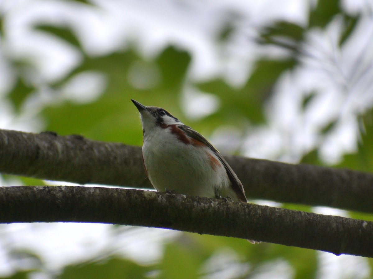Chestnut-sided Warbler - ML240690091