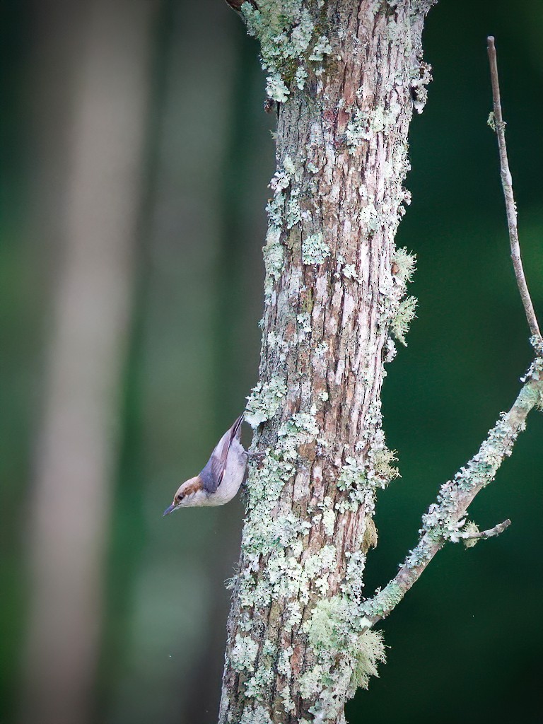 Brown-headed Nuthatch - ML240690761