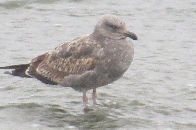 Western Gull - ML240690921