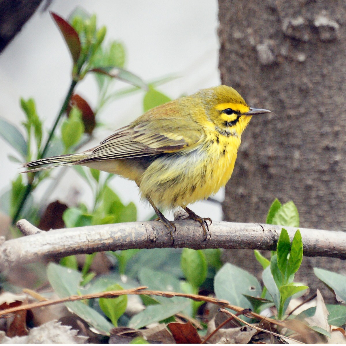 Prairie Warbler - Ed Gaillard