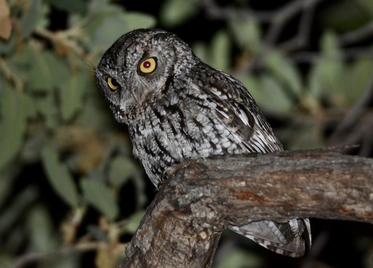 Whiskered Screech-Owl - ML240692171