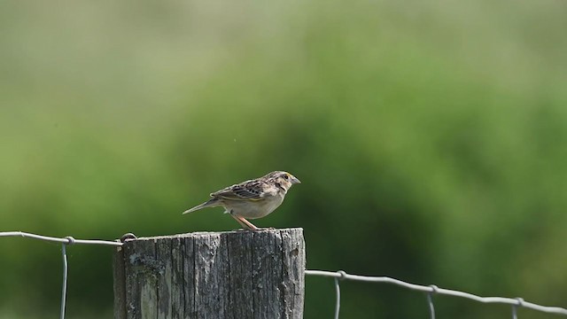 Grasshopper Sparrow - ML240692461