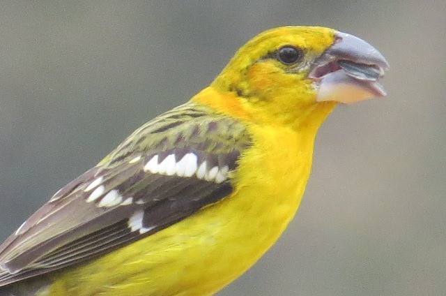 Yellow Grosbeak - ML240693721