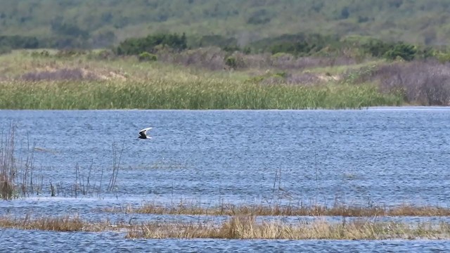 White-winged Tern - ML240694141