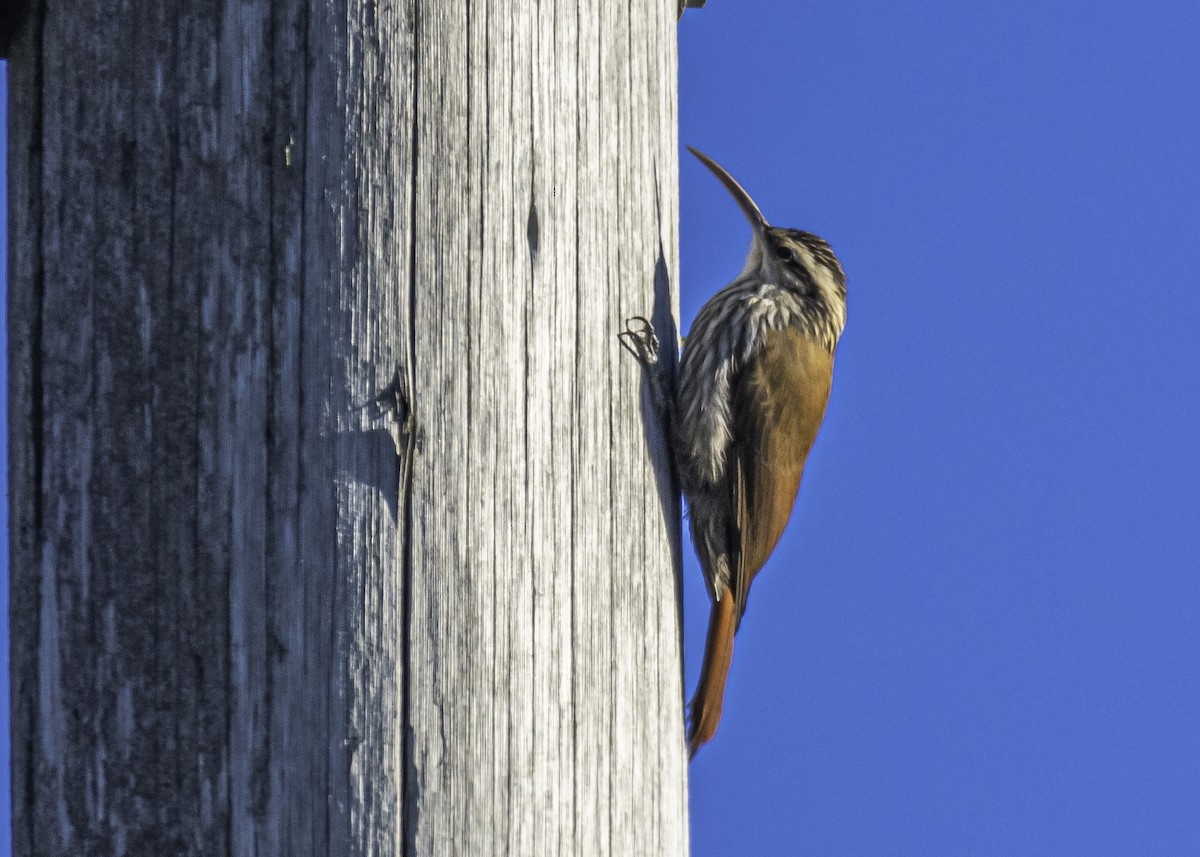 Narrow-billed Woodcreeper - Amed Hernández