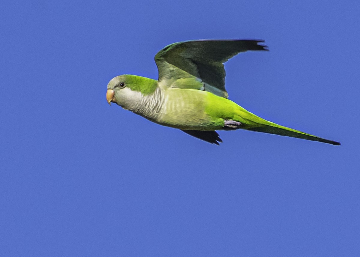 Monk Parakeet - Amed Hernández