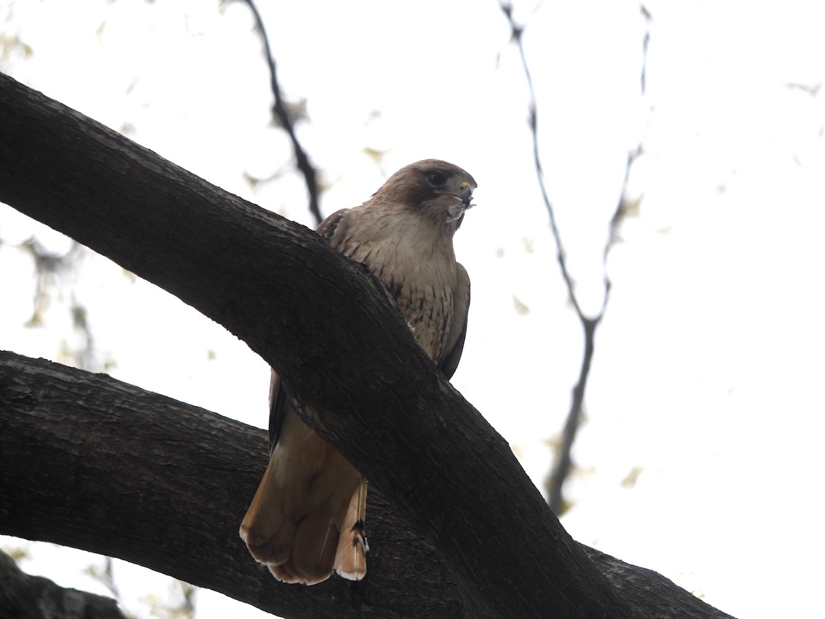 Red-tailed Hawk - ML240696491