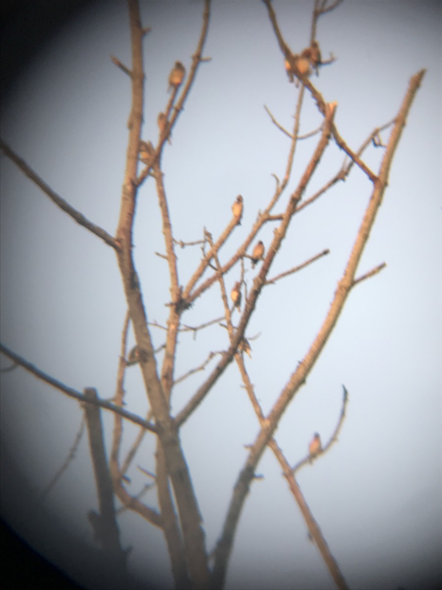 Cedar Waxwing - ML240696641