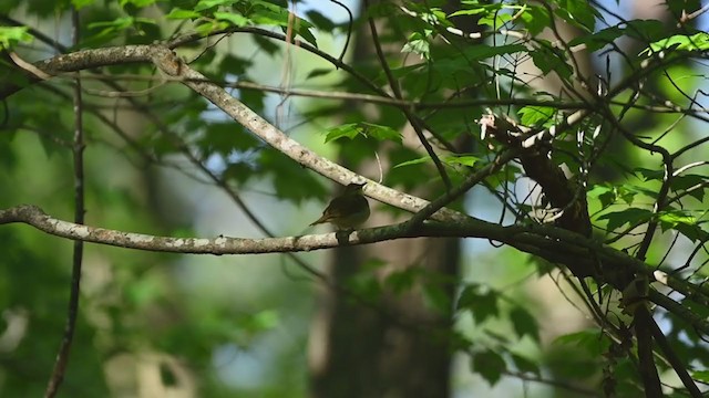 Swainson's Warbler - ML240698071