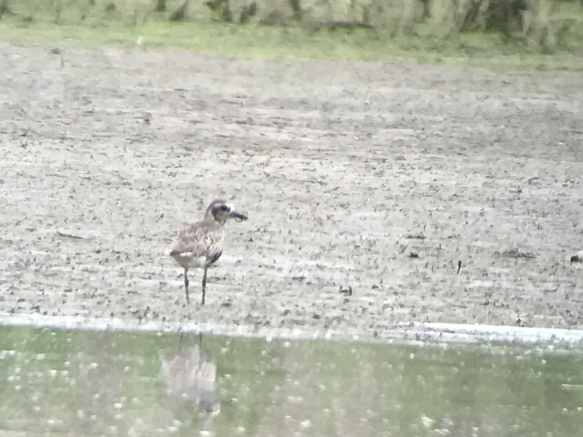 Black-bellied Plover - ML240698621