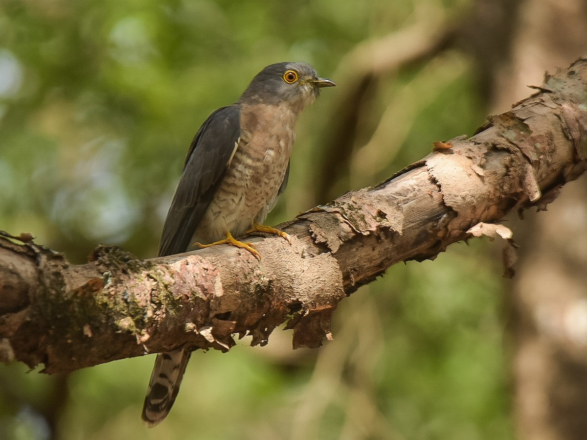 Common Hawk-Cuckoo - Pratik Kamu