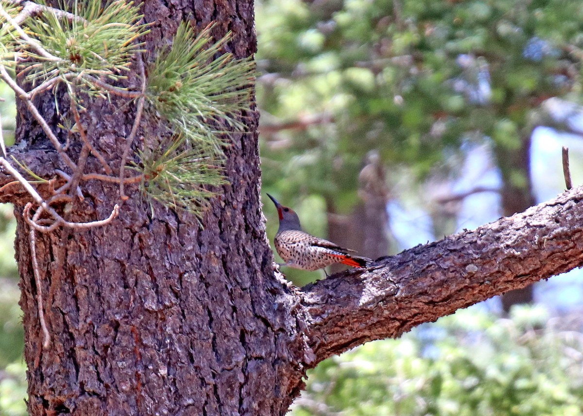 Northern Flicker - Noreen Baker