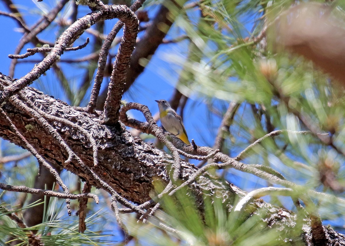 Virginia's Warbler - Noreen Baker