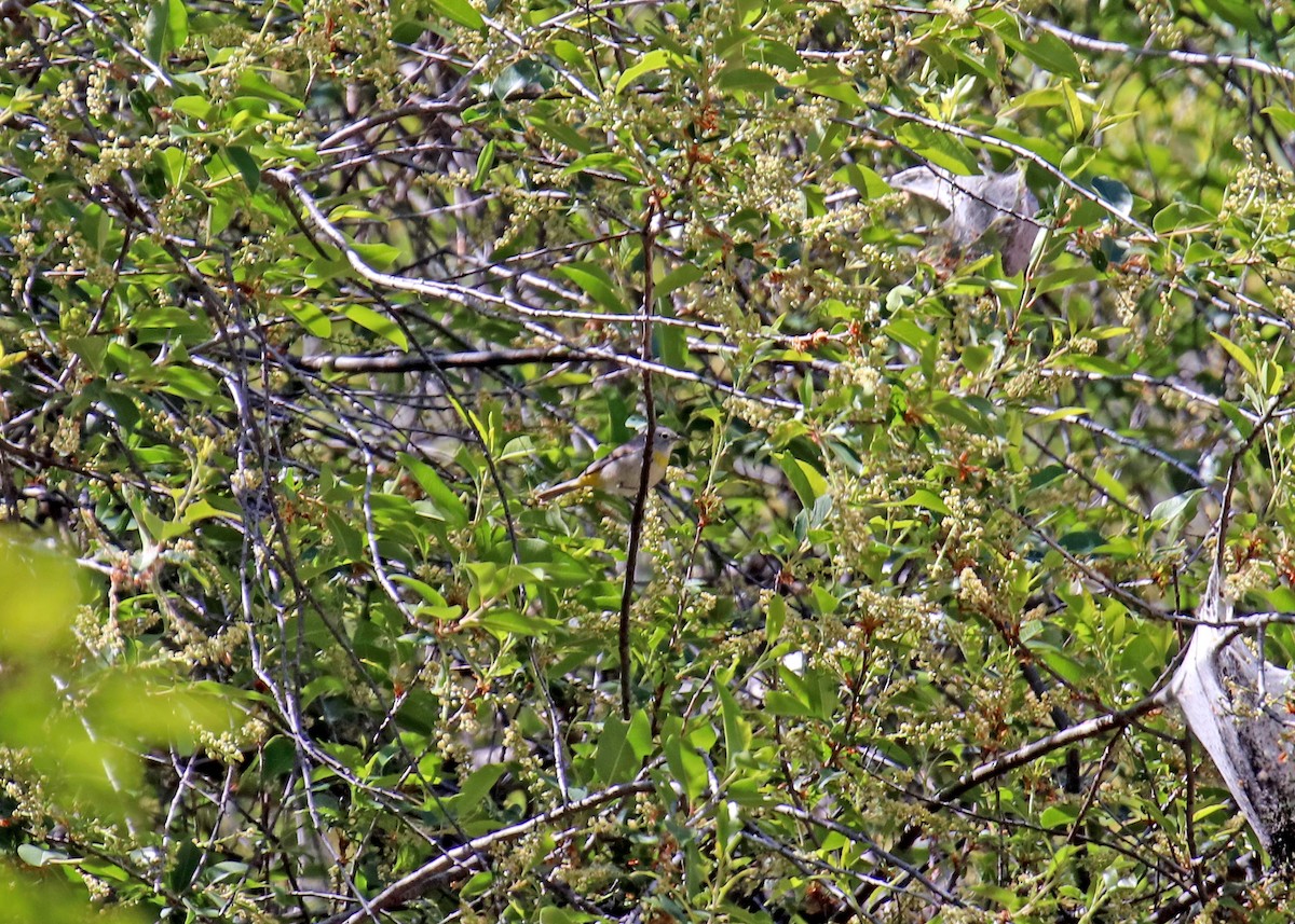 Virginia's Warbler - ML240699841