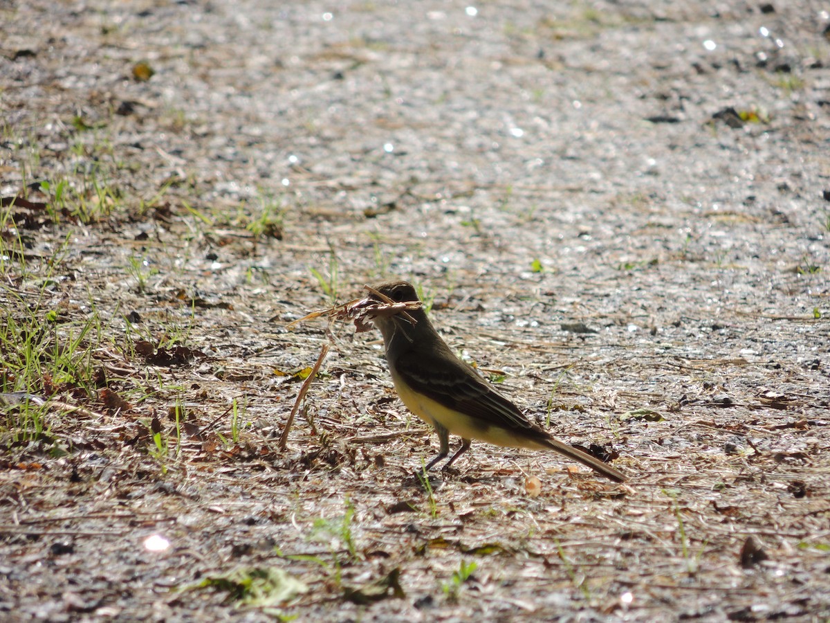 Great Crested Flycatcher - ML240699871