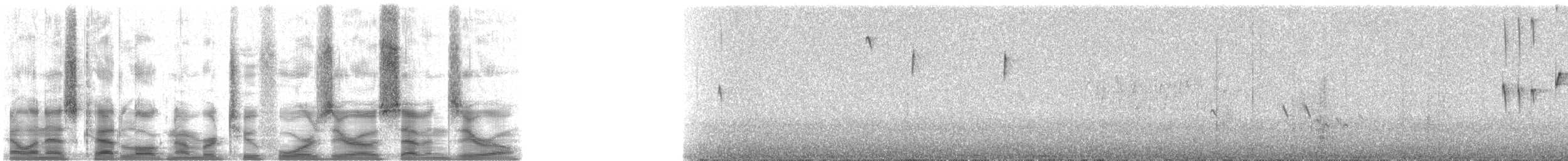 Colibri de Castelnau - ML24070