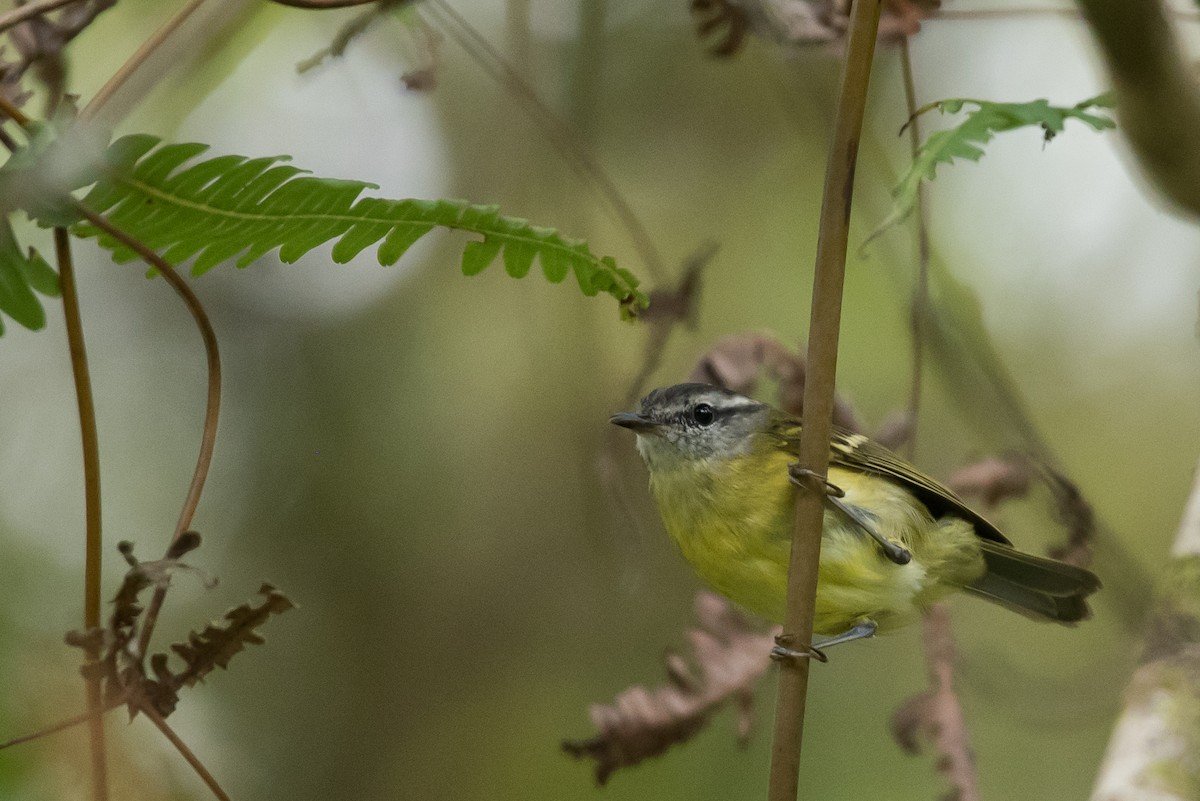ニューギニアムシクイ（ceramensis） - ML24070021