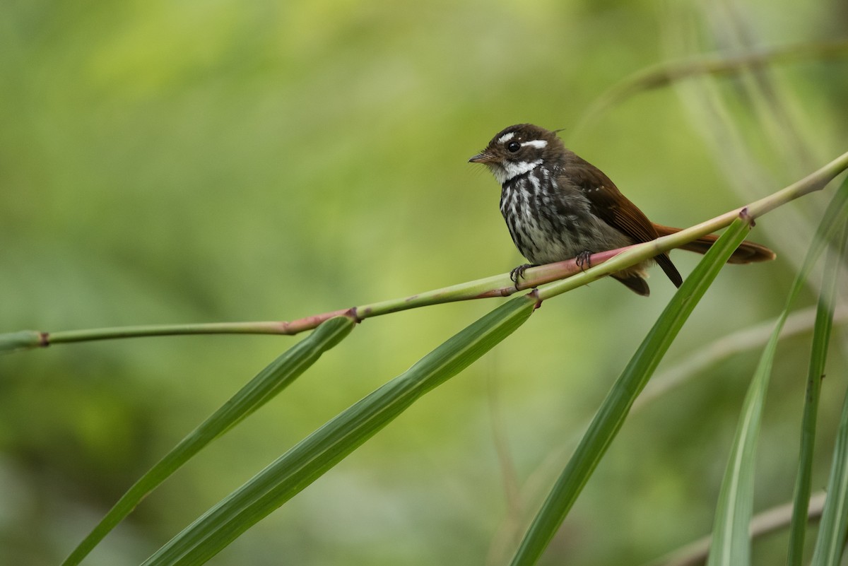 Streak-breasted Fantail - ML24070061