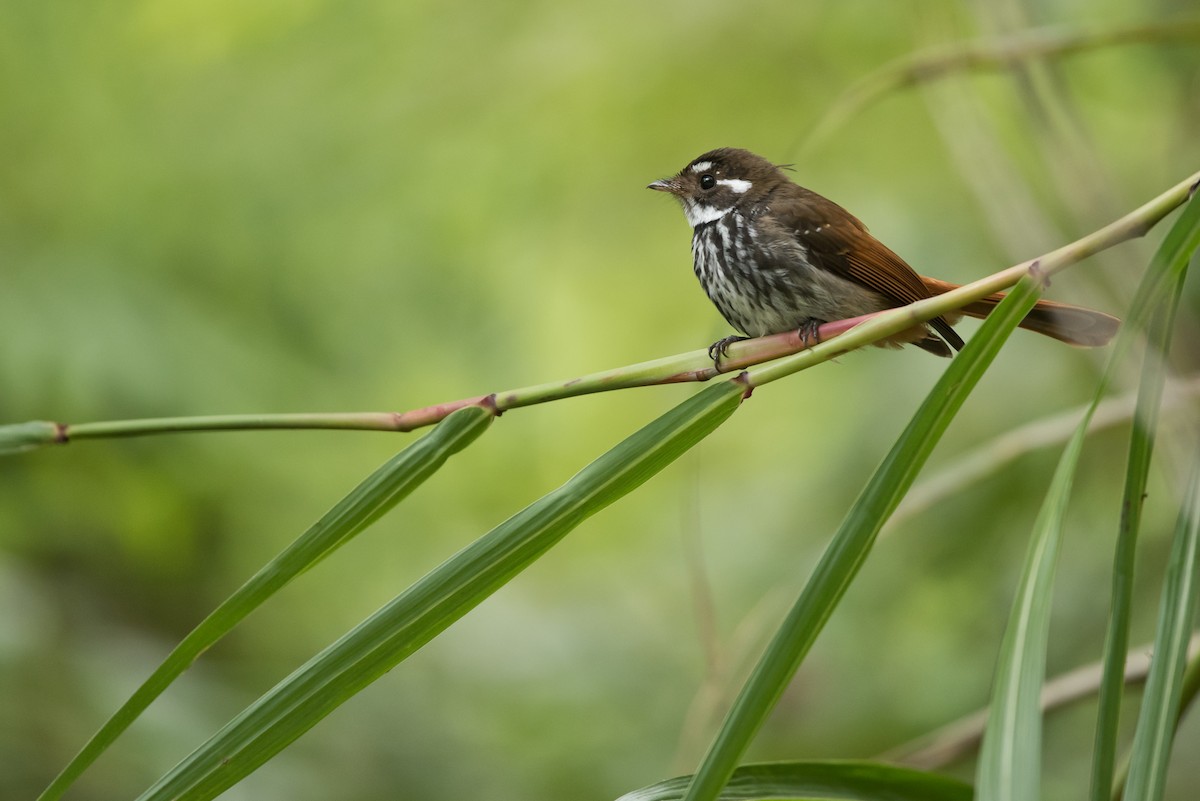 Streak-breasted Fantail - ML24070071