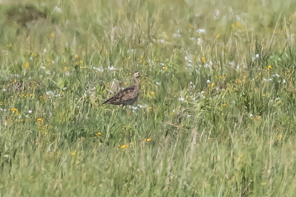 Upland Sandpiper - ML240701421