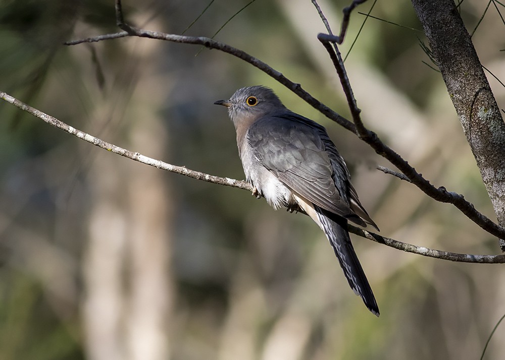 Fan-tailed Cuckoo - Stephen Murray
