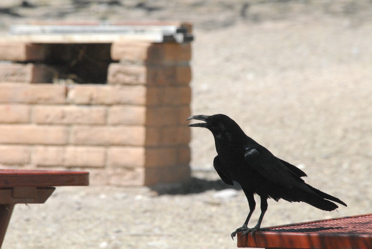 Chihuahuan Raven - ML240705381