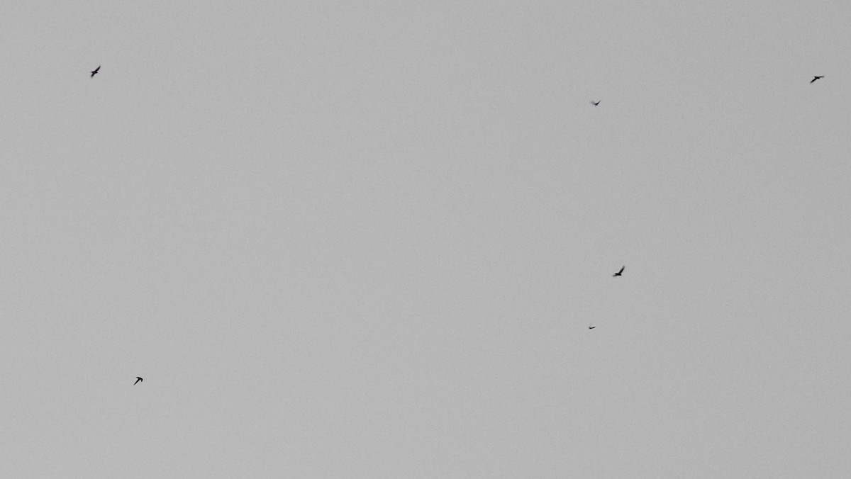 Chimney Swift - ML240705671