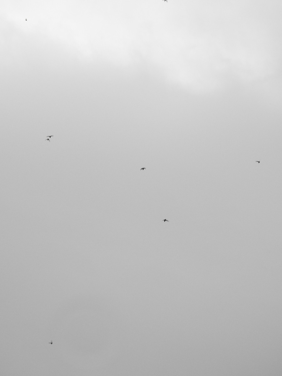 Chimney Swift - ML240706071