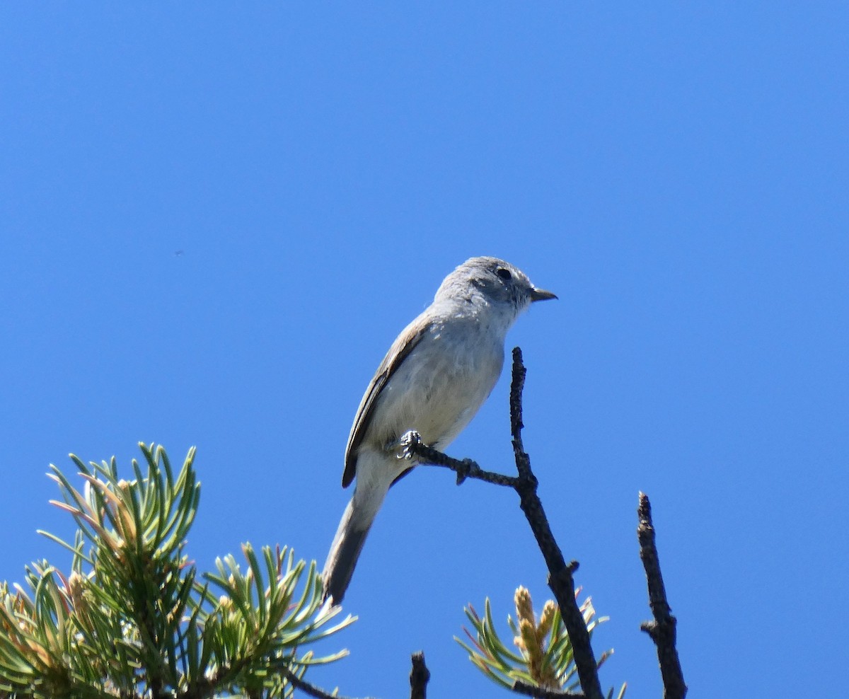 Gri Vireo - ML240707181