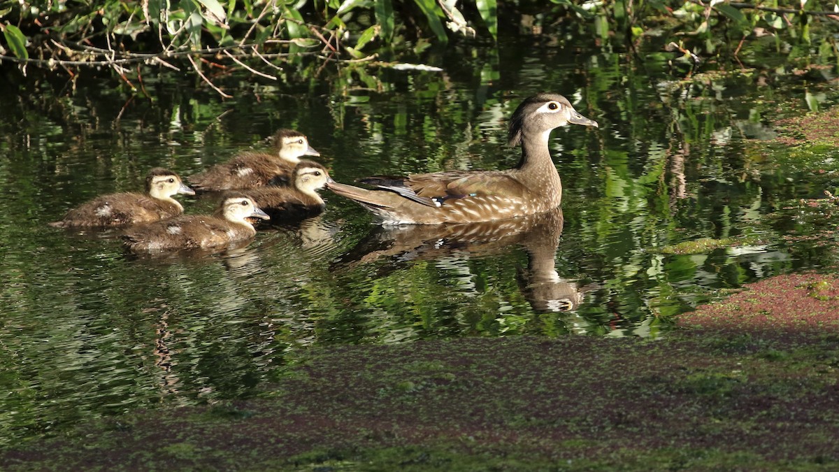 Wood Duck - ML240707611