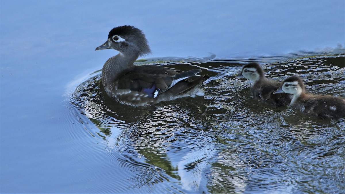 Wood Duck - ML240707731
