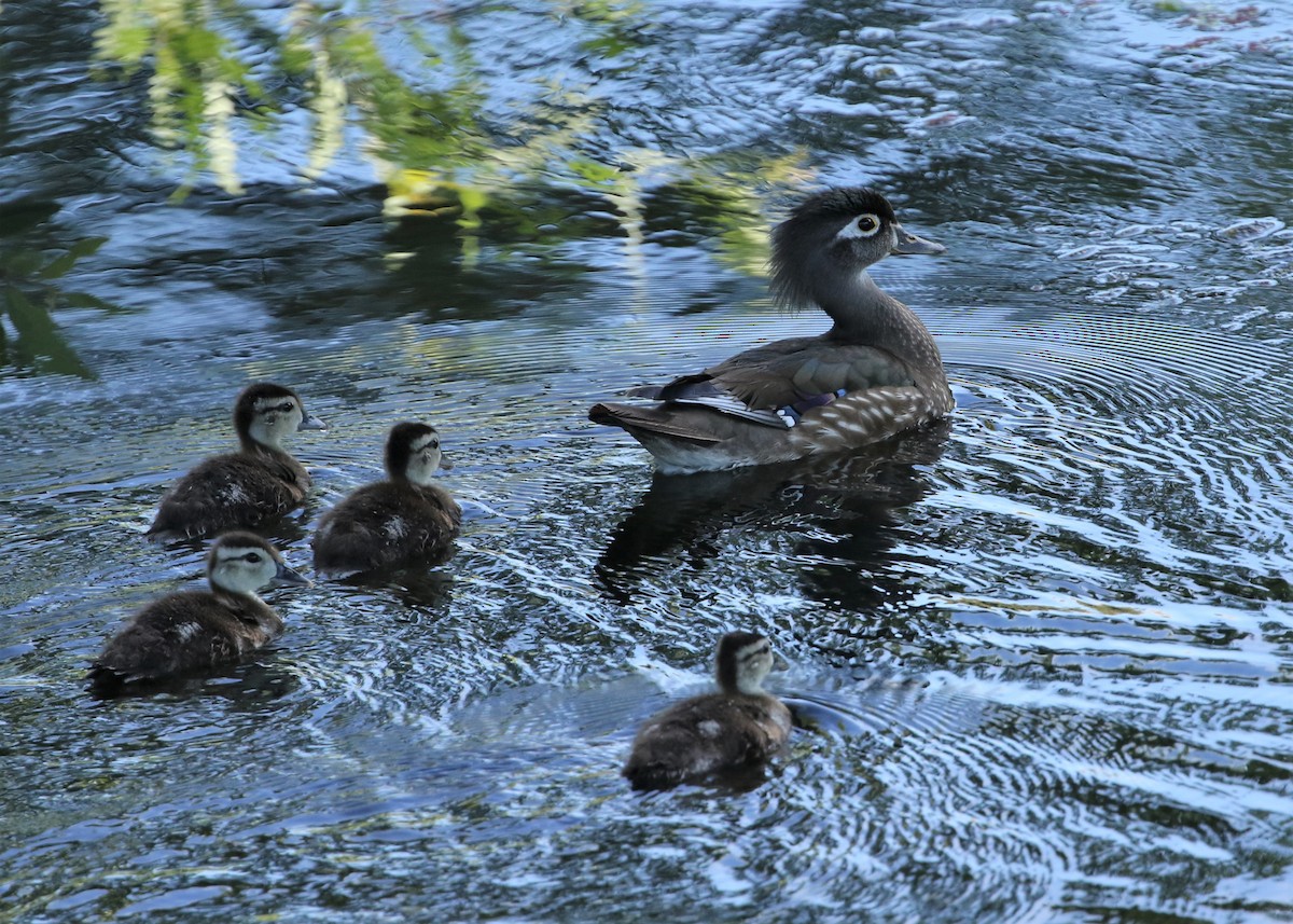 Wood Duck - ML240707741