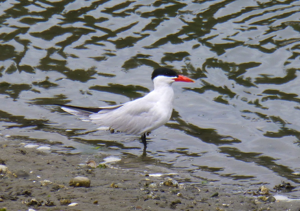 Caspian Tern - Tom Lyon