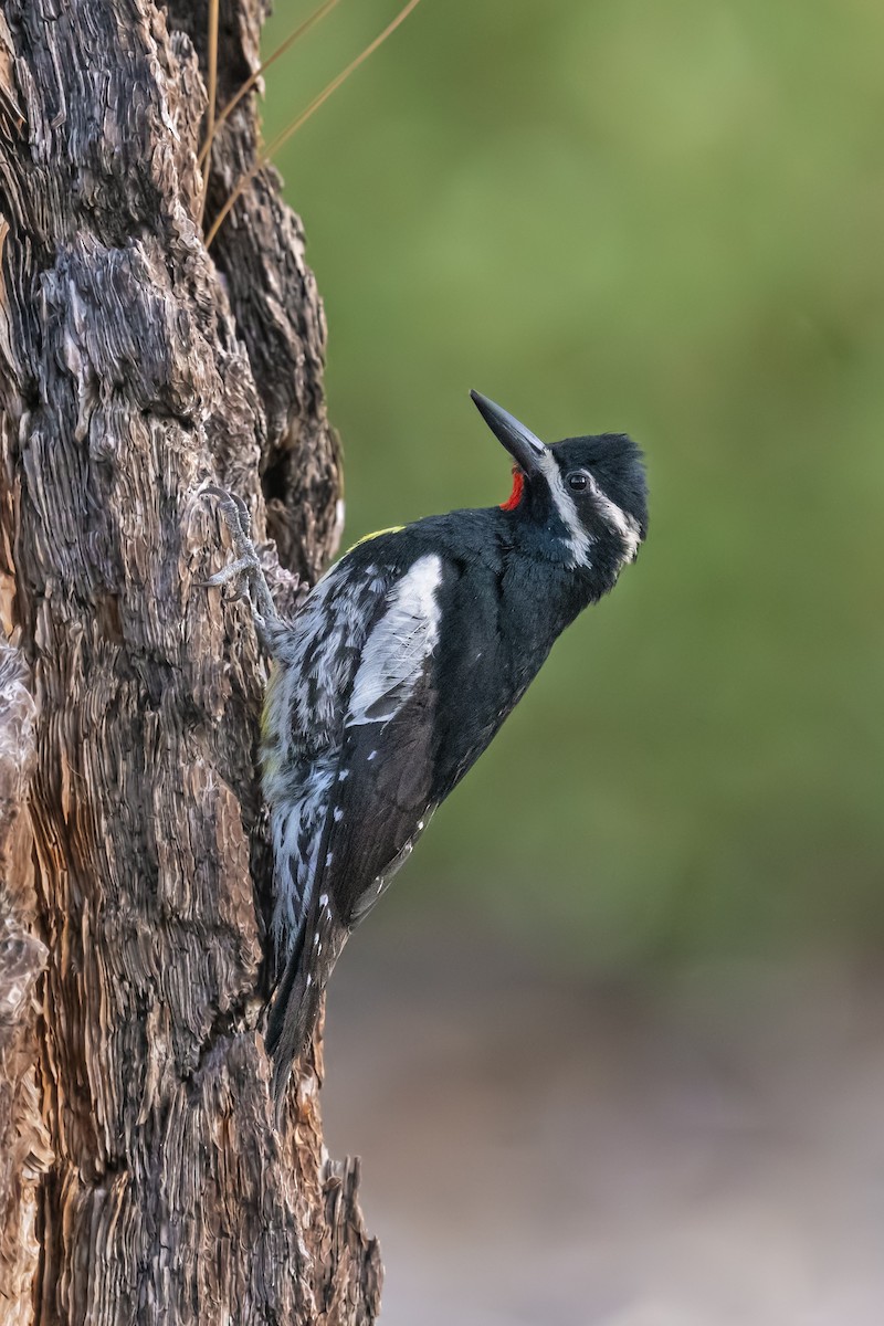 Williamson's Sapsucker - Sharif Uddin
