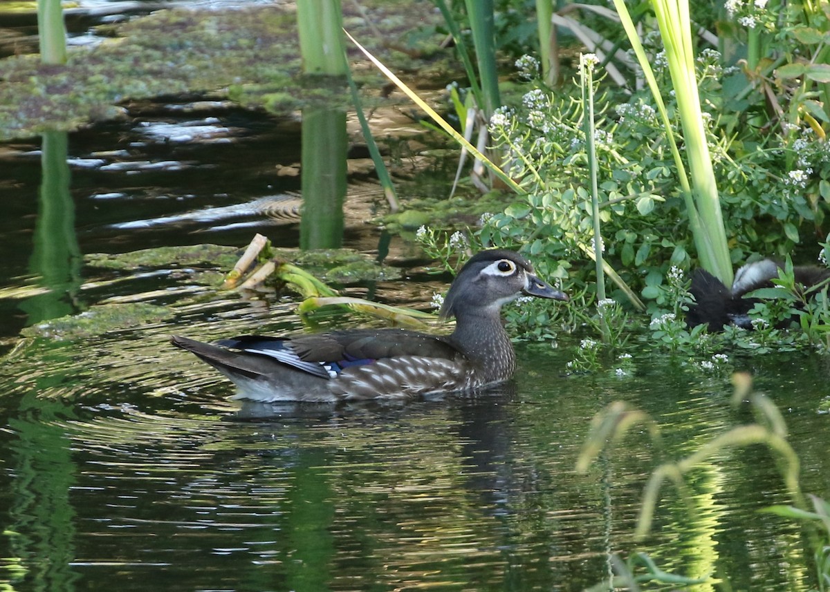 Wood Duck - ML240708101