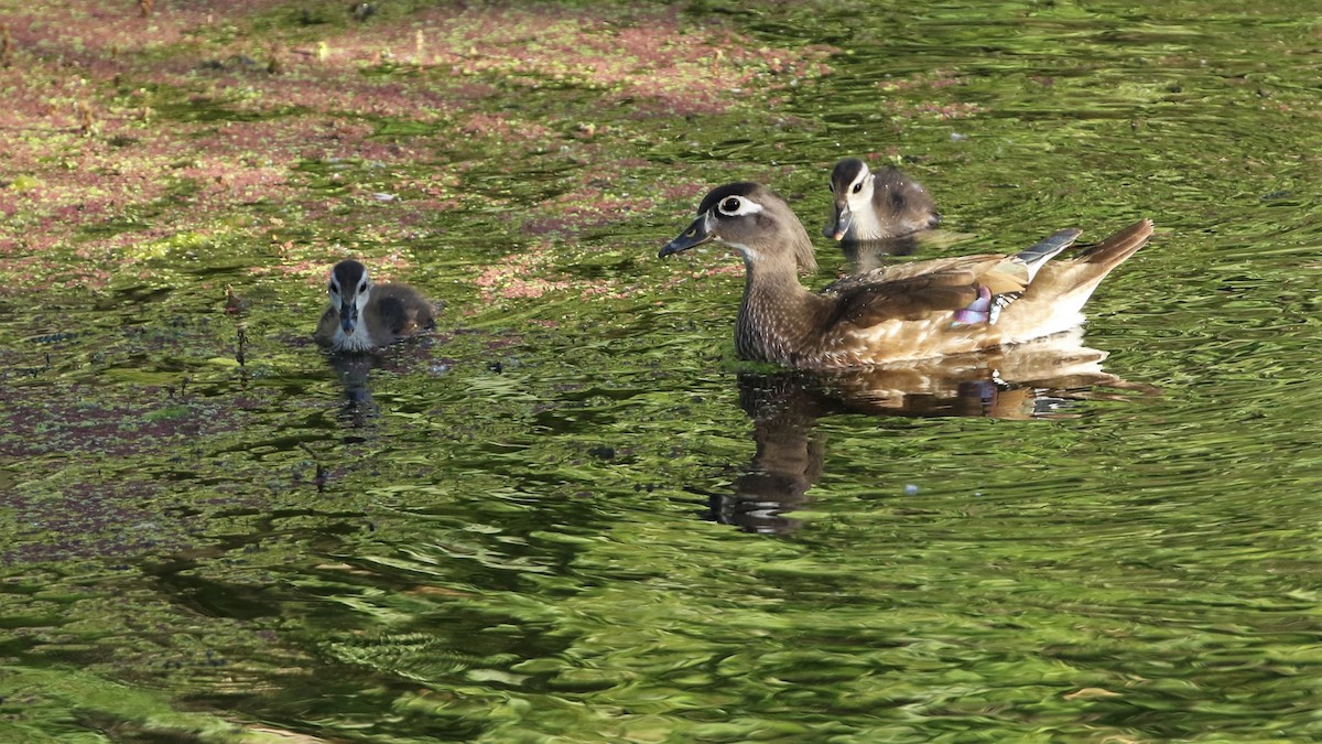 Wood Duck - ML240708141