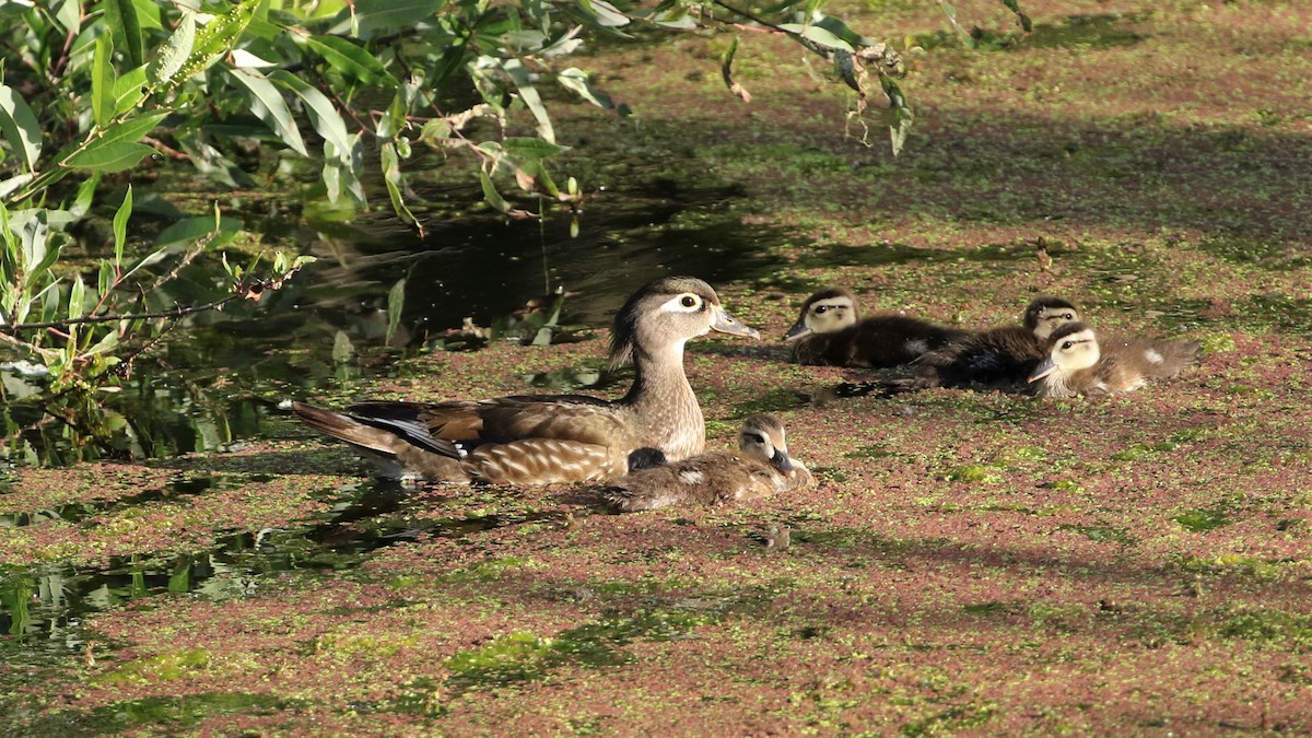 Wood Duck - ML240708151