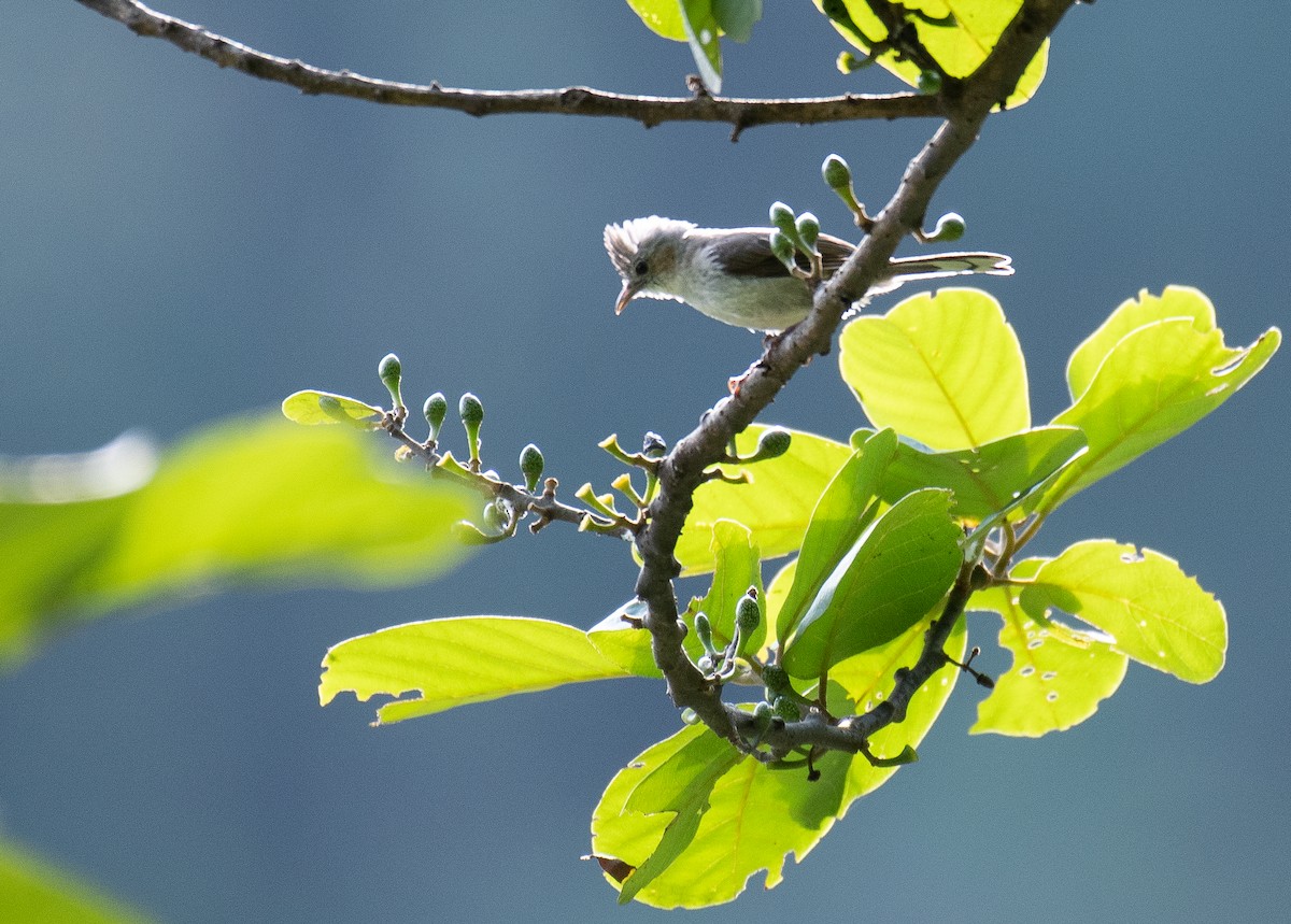 Striated Yuhina - ML240708201