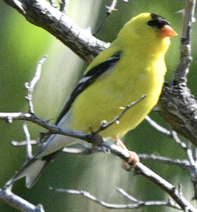 American Goldfinch - Norman Eshoo