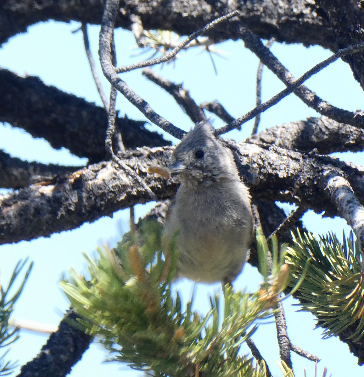 Mésange des genévriers - ML240709201