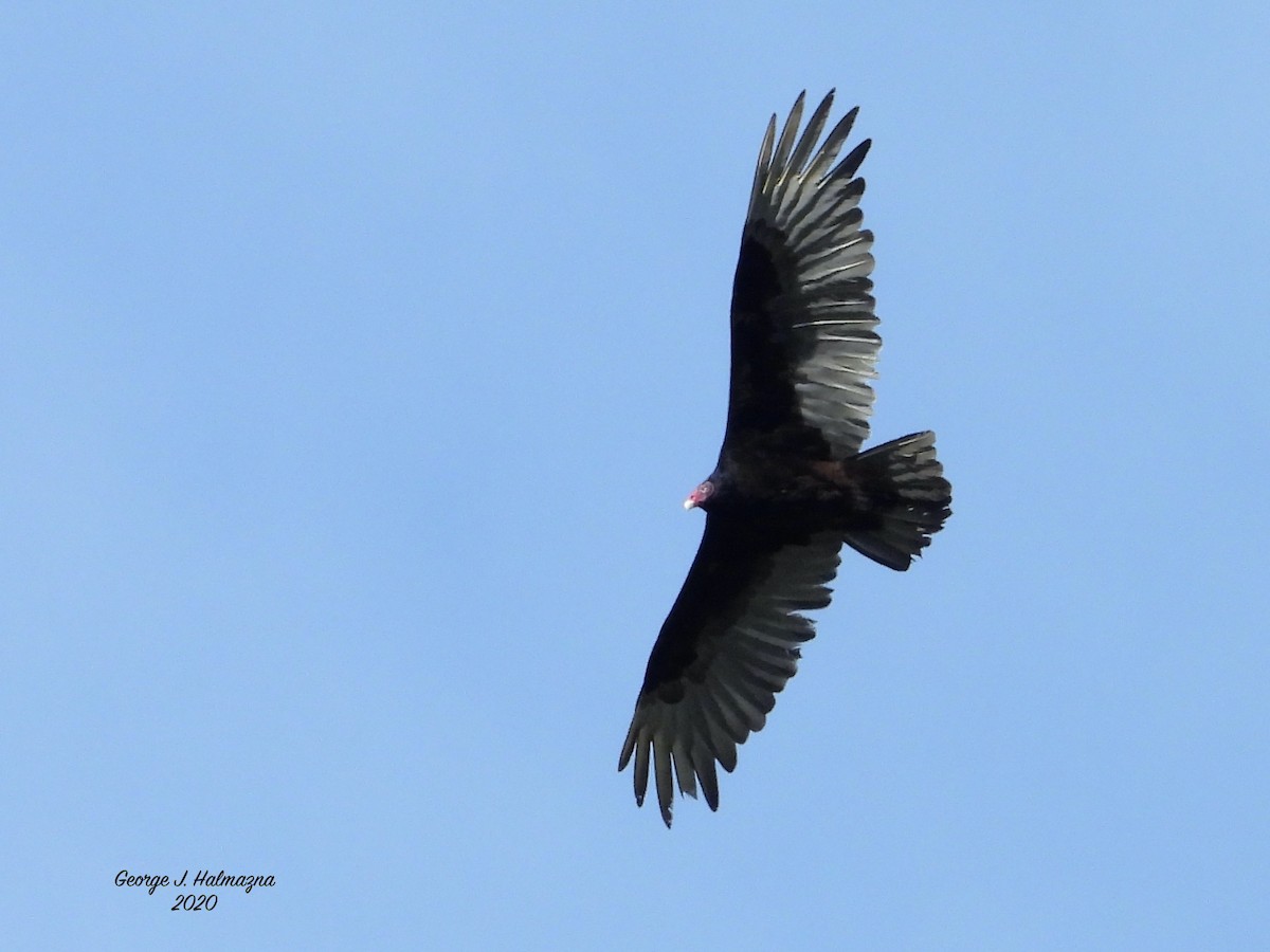 Turkey Vulture - George Halmazna