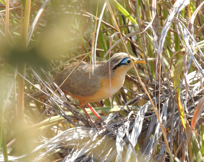 Lesser Ground-Cuckoo - ML240710071