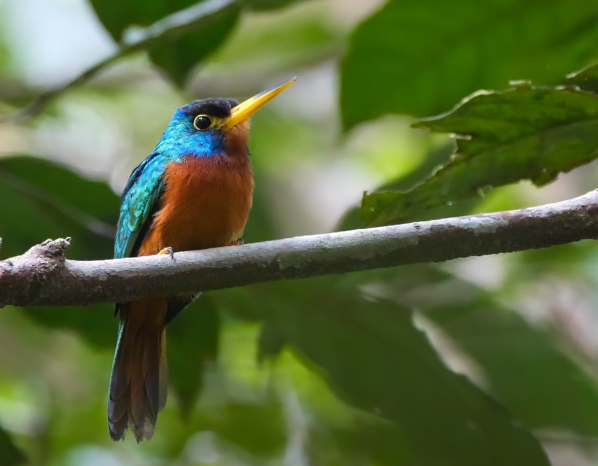 Blue-cheeked Jacamar - ML240710101